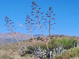 Agave americana, garingbome